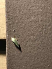 Rugosana