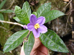 Solanum troyanum