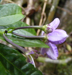 Solanum troyanum