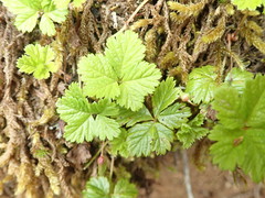 Rubus pedatus
