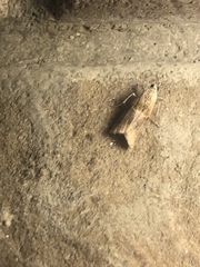 Moodna pallidostrinella