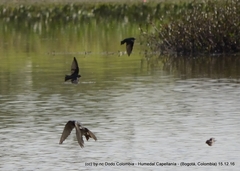 Pygochelidon cyanoleuca