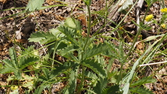 Potentilla gracilis fastigiata