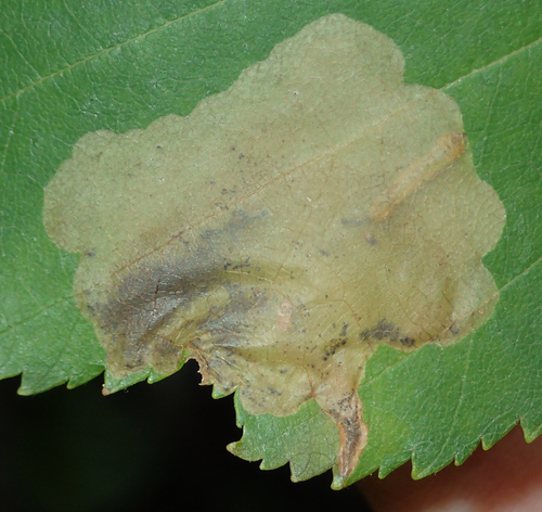 Early Birch Leaf Edgeminer photo 4
