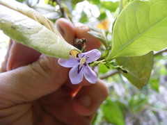 Oplonia jamaicensis