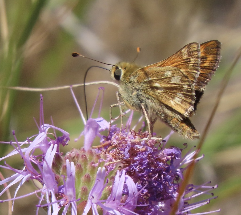 Lindsey's Skipper