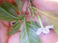Oplonia jamaicensis