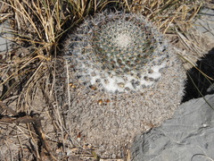 Mammillaria chionocephala