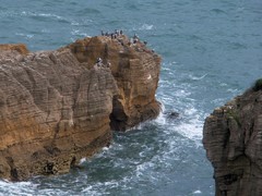 Phalacrocorax punctatus oliveri