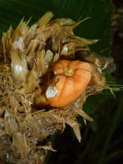 Goeppertia inocephala
