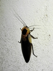 Blaberus craniifer
