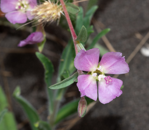 Davy's clarkia (Clarkia davyi)