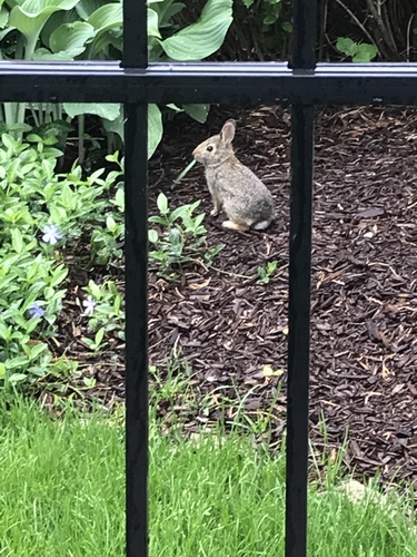 Eastern Cottontail photographed in Wisconsin