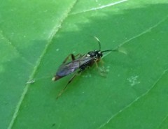 Melanichneumon