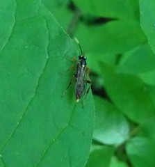 Melanichneumon