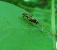 Melanichneumon