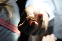 Sphaerodactylus townsendi