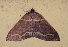 Larentia apotoma
