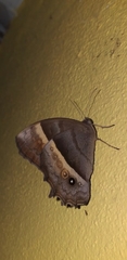 Taygetis thamyra