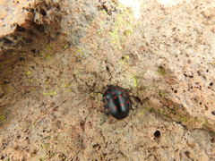 Pachycoris