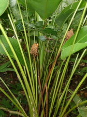 Goeppertia inocephala