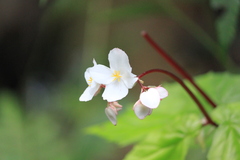 Begonia decandra
