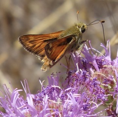 Hesperia lindseyi