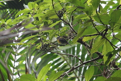 Spindalis portoricensis