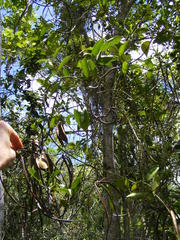 Pinochia floribunda