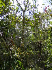 Pinochia floribunda