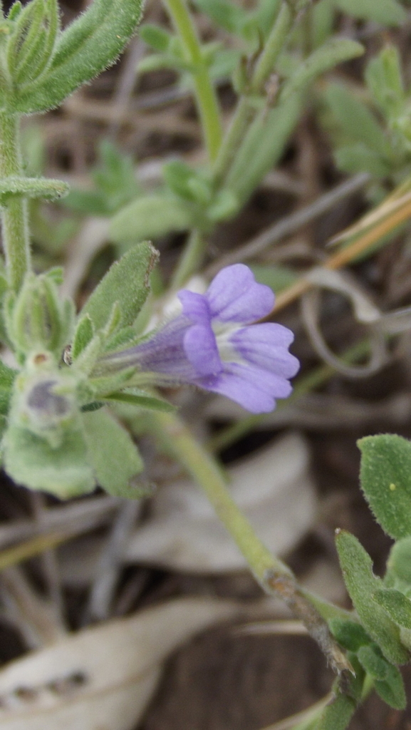 Stemodia pubescens