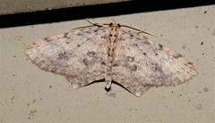 Poecilasthena scoliota