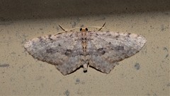 Poecilasthena scoliota