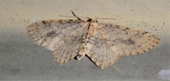Poecilasthena scoliota