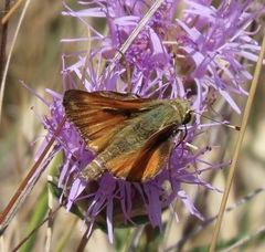 Hesperia lindseyi