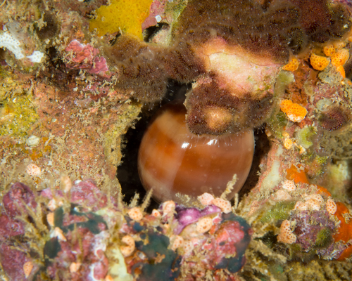 Lyncina propinqua observed 2017-05-27