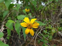 Bahiopsis tomentosa