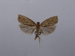 Planotortrix notophaea
