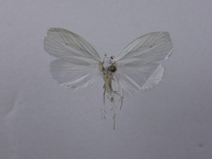 Nymphostola galactina