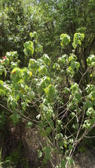 Abutilon micropetalum