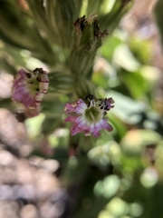 Silene scouleri scouleri