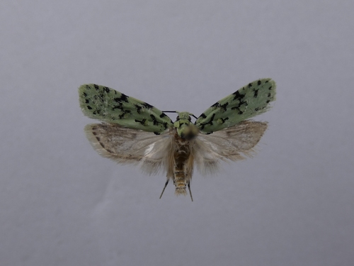 Izatha huttonii photo 4