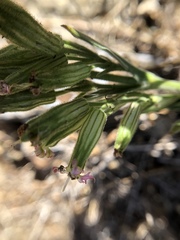 Silene scouleri scouleri