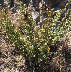 Silene scouleri scouleri