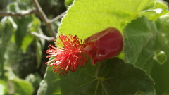 Abutilon micropetalum