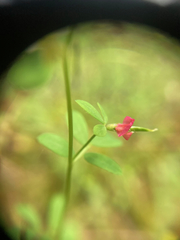 Acmispon parviflorus
