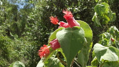 Abutilon micropetalum