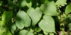 Dioscorea villosa