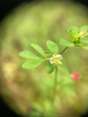Acmispon parviflorus