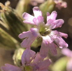Silene scouleri scouleri